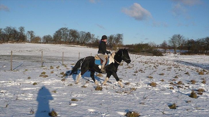 Anden særlig race Cavallo - Tøf tøf tøf ;) (Vinter 2010 - Foto: Sophie) billede 14