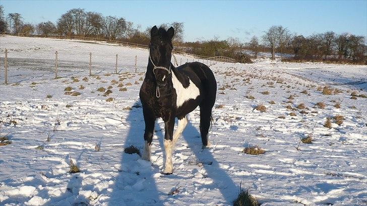 Anden særlig race Cavallo - Se hvor skøn han er! Fantastiske dejlige pony! (Vinter 2010 - Foto: Sophie) billede 8