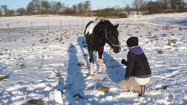 Anden særlig race Cavallo - Kommer du? ;) (Vinter 2010 - Foto: Sophie) billede 20