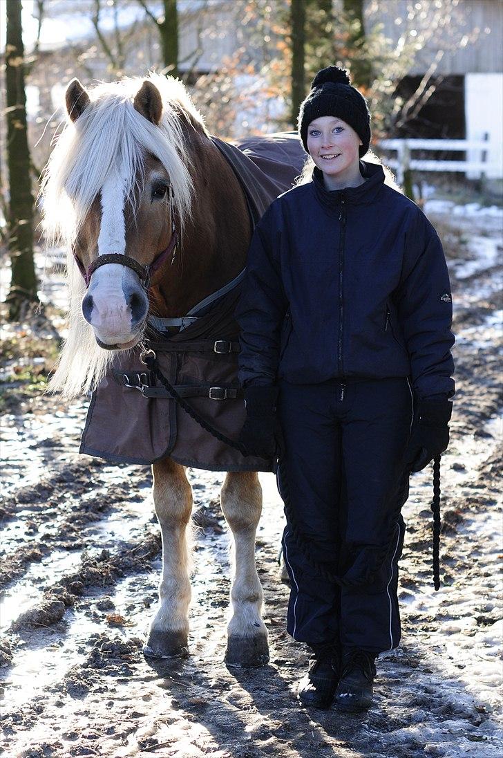 Haflinger Apollo - Polsen og mig på vej ind i stalden :P billede 2