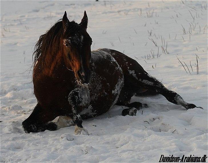 Arabisk fuldblod (OX) Duval billede 14