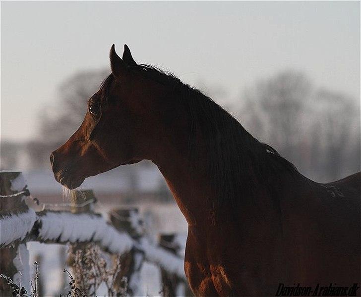 Arabisk fuldblod (OX) Duval billede 15