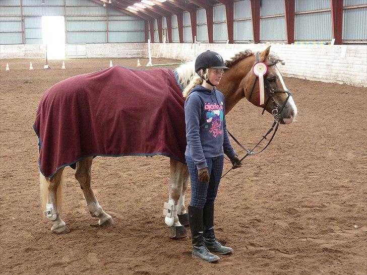 Haflinger Apollo - Første pladsen :D billede 4