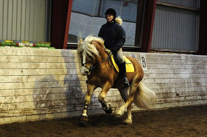 Haflinger Apollo - anden gang med galop billede 6