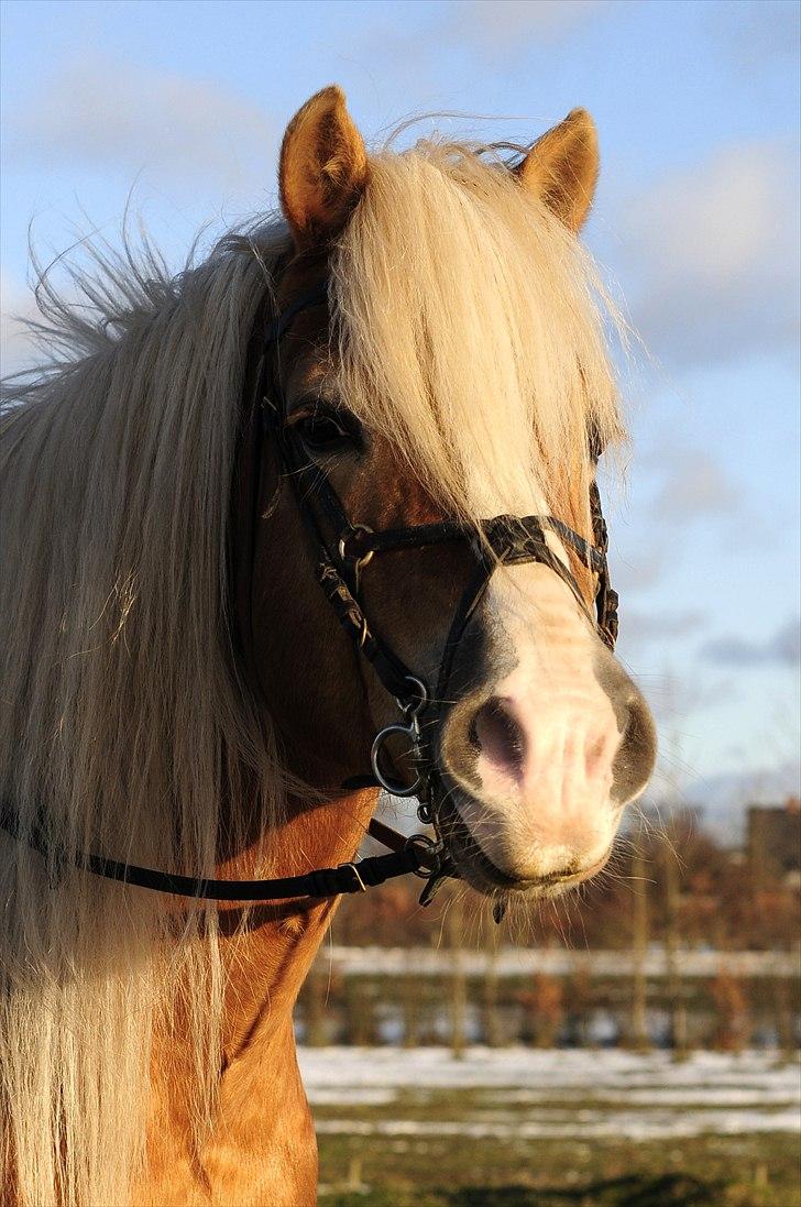 Haflinger Apollo billede 8