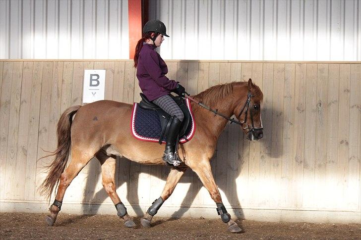 Hollandsk Sportspony Benny (GL PART) - © NB © billede 15