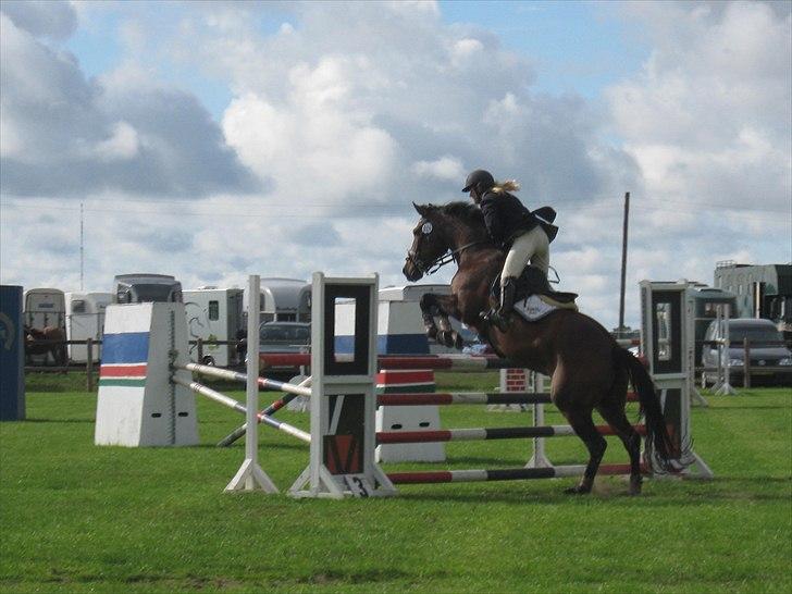 Dansk Varmblod Michellina (Fie) - Fie Allerupgaard 2010. billede 13
