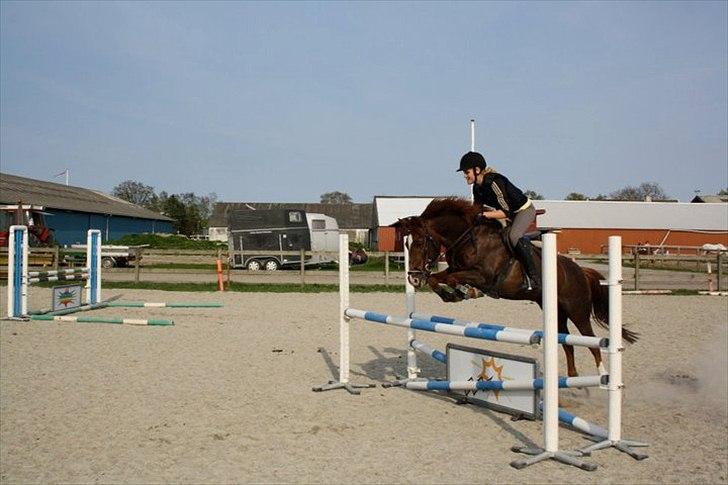 DSP Dalagergårds I-Do - smukkeste pony i verden<33 billede 16