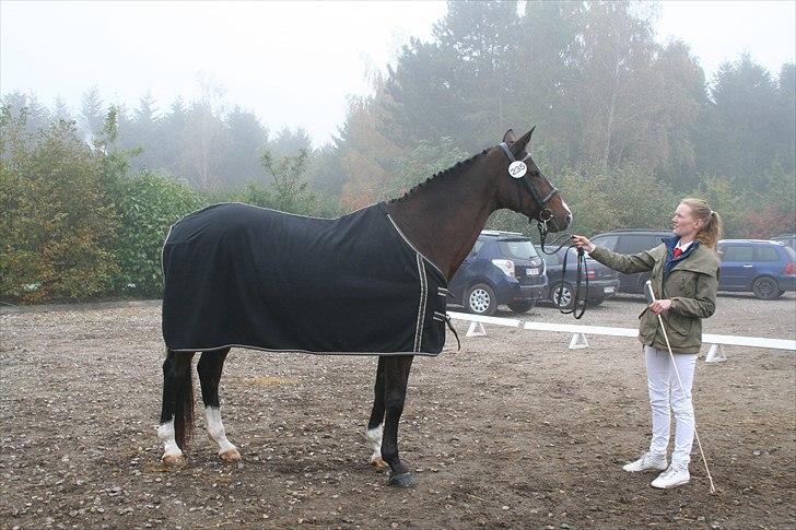 Trakehner Ismene billede 13