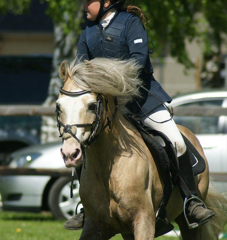 Welsh Pony af Cob-type (sec C) rytterbjergets imperial billede 13