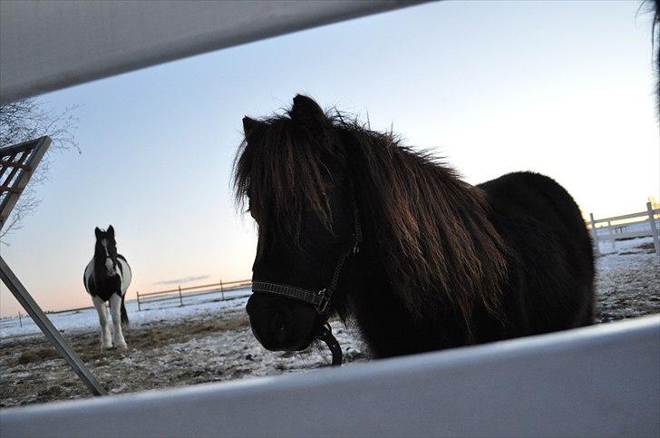 Shetlænder Monty(den dejlige<3)Solgt billede 15