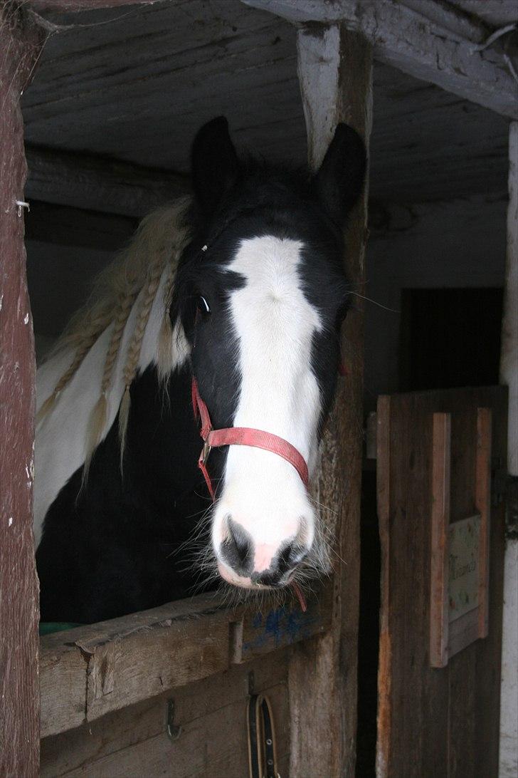 Irish Cob Troelsegaardens Cashiopeia - Lige da jeg havde fået hende hjem. Hun var en smule betuttet :) billede 4