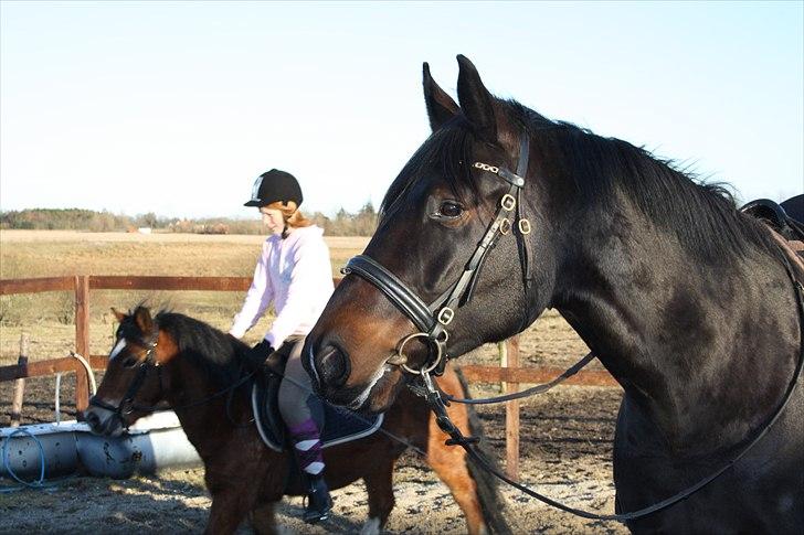 Dansk Varmblod First Lady [Savnet] billede 15