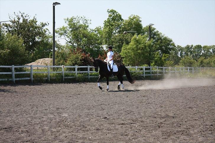 Anden særlig race Black Pearl billede 7