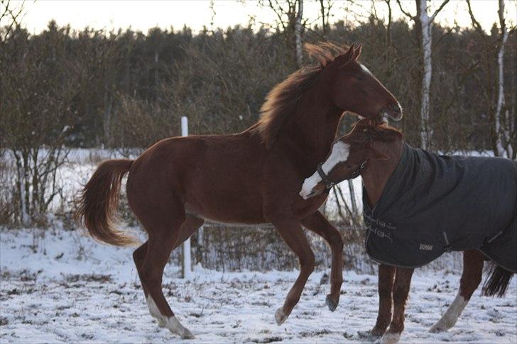 Anden særlig race Stübengårdens Campari *himmelhest* - Gamle og Bebs Leger vinteren 2010 billede 19