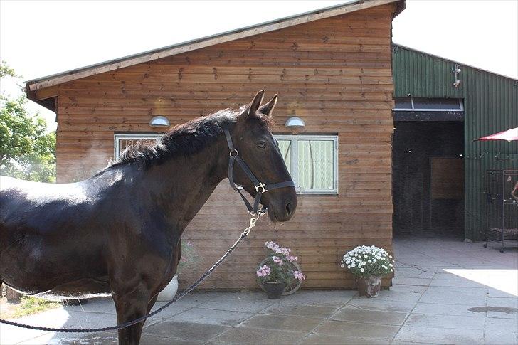 Anden særlig race Black Pearl billede 8