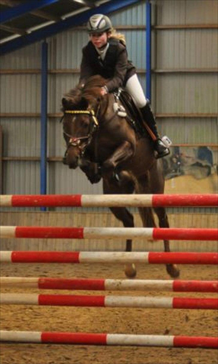 Tysk Sportspony Lindenbooms Patrizia(Amy) - 135cm med lethed<3 billede 7