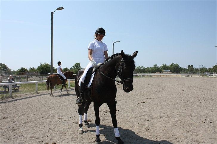 Anden særlig race Black Pearl billede 9