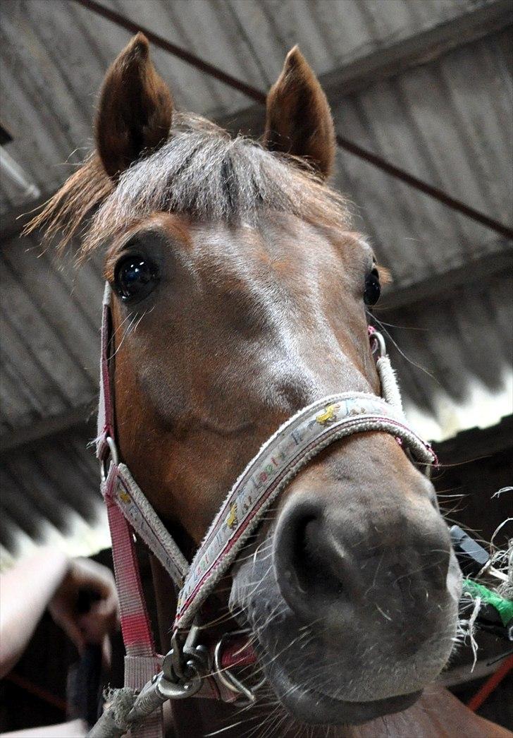 Tysk Sportspony Lindenbooms Patrizia(Amy) - Min smukke pony du gør mig lykkelig<3 billede 8