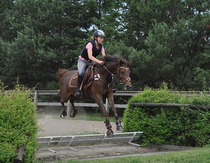 Tysk Sportspony Lindenbooms Patrizia(Amy) - Vandgrav det er let for dig<3 billede 10