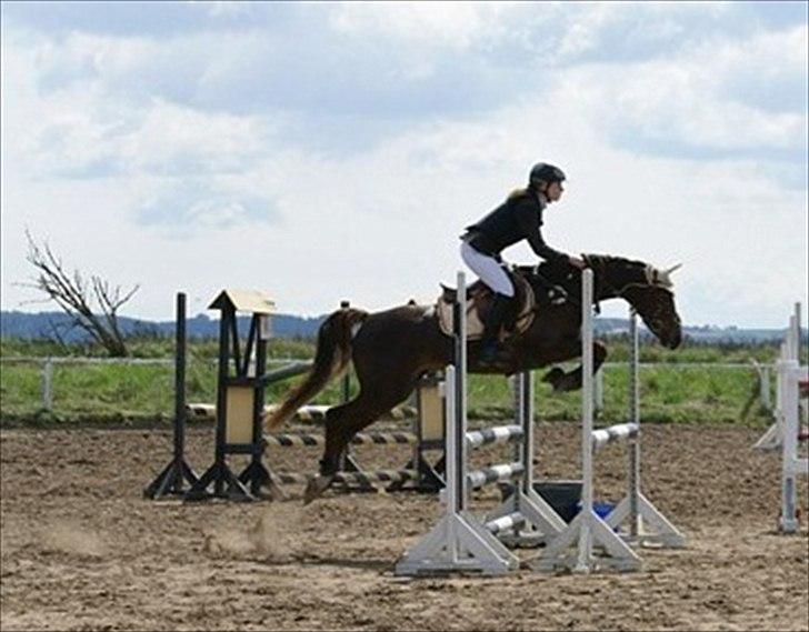 Tysk Sportspony Lindenbooms Patrizia(Amy) - Vi svæver sammen min smukke<3 billede 11