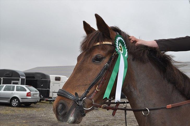 Tysk Sportspony Lindenbooms Patrizia(Amy) - Du er perfekt for mig<3 billede 12