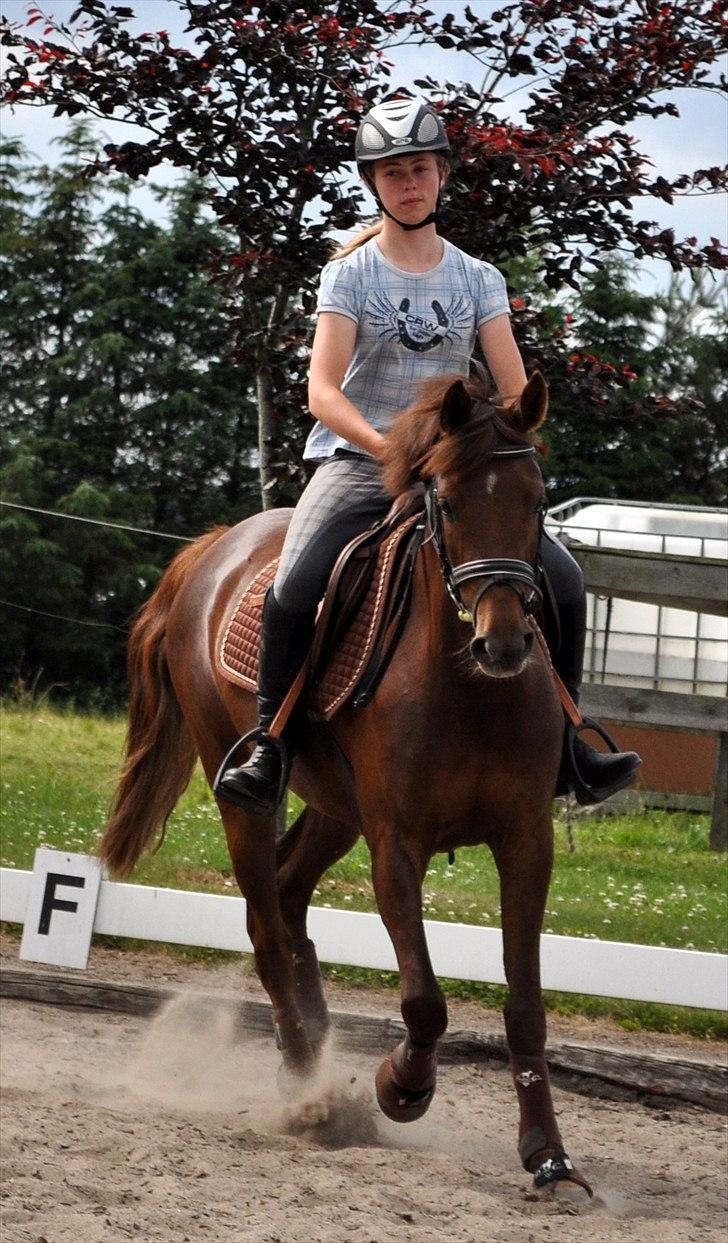 Tysk Sportspony Lindenbooms Patrizia(Amy) - Du vil altid være min Soulmate<3 billede 13