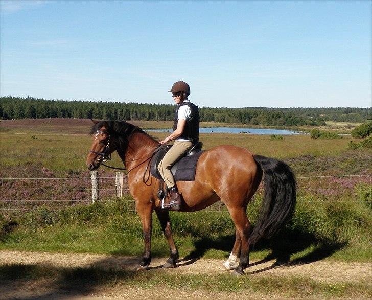 Anden særlig race Magne Gad billede 6