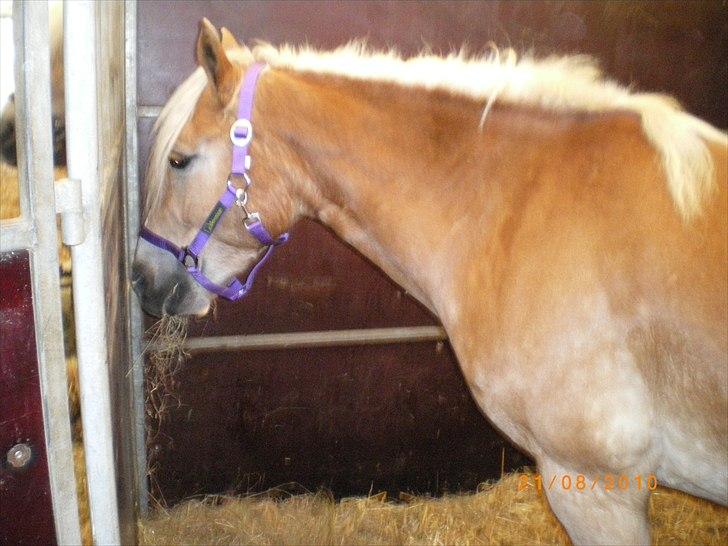 Haflinger Ferrari Bakkely - Smukke Ferrari er lige ankommet til kåring efter en lang køre tur fra Fredrikhavn til Århus og meget træt og glad for at se min ejer efter 4 mdn. billede 1