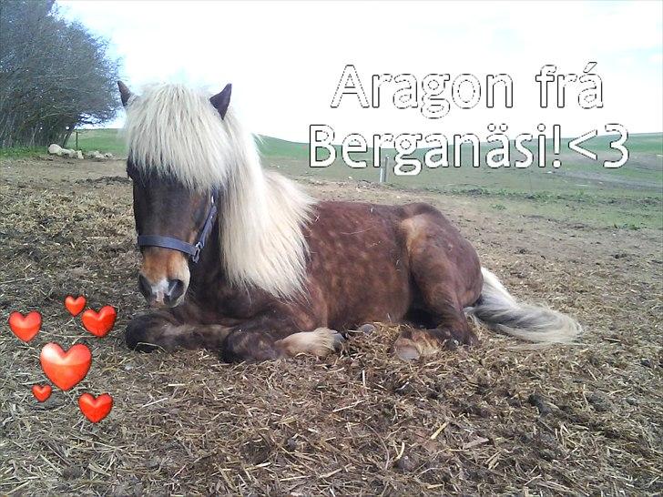 Islænder Aragon frá Berjanäsi billede 3