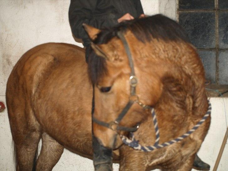 Anden særlig race Freja billede 2