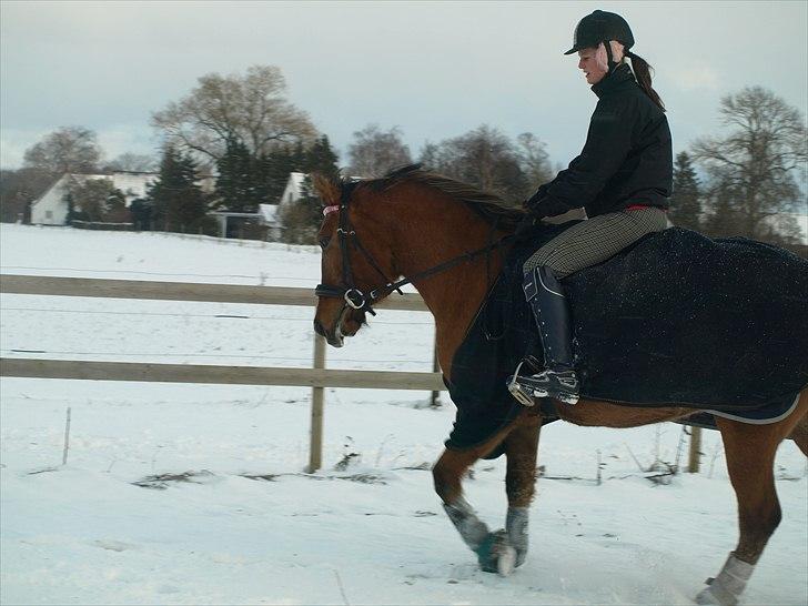Anden særlig race Freja billede 4