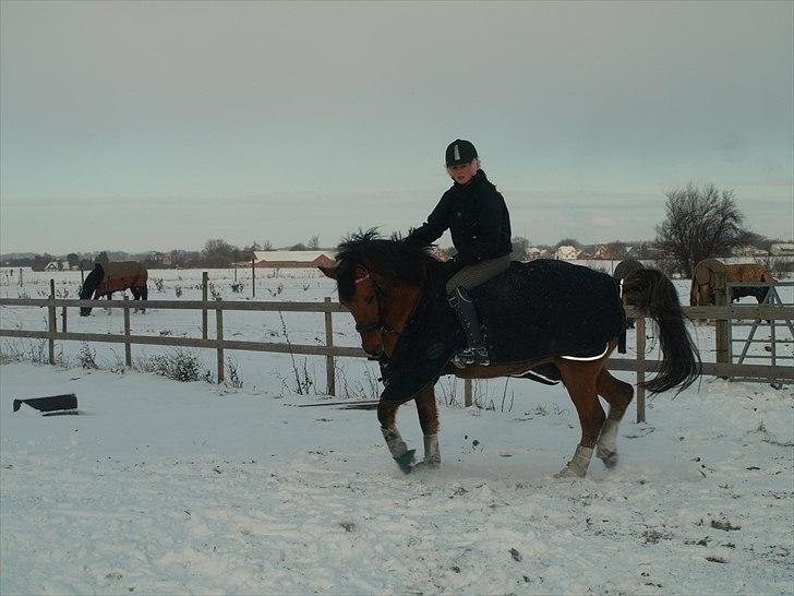 Anden særlig race Freja billede 6