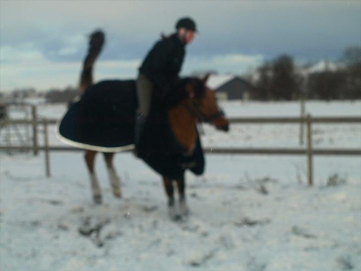 Anden særlig race Freja billede 3