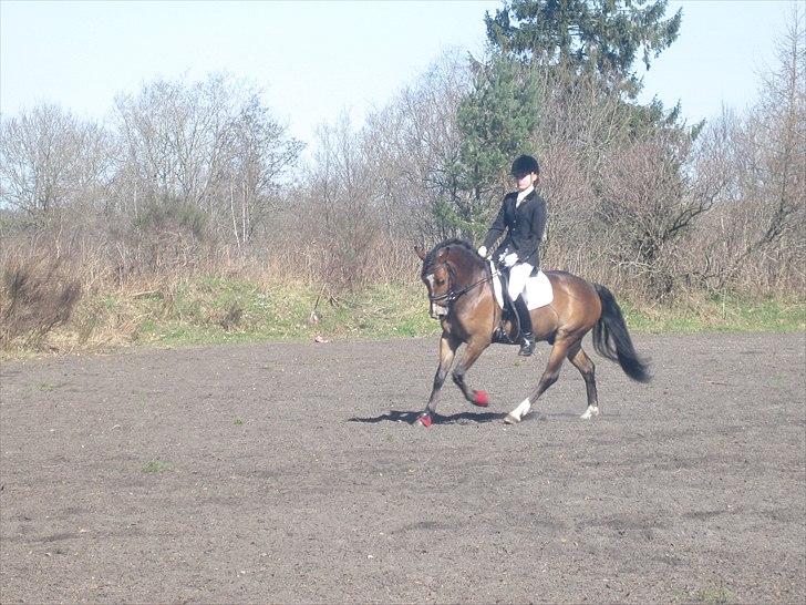 Anden særlig race Gyrupgaards Bailey B PONY - Opvarmning til LA5 billede 7