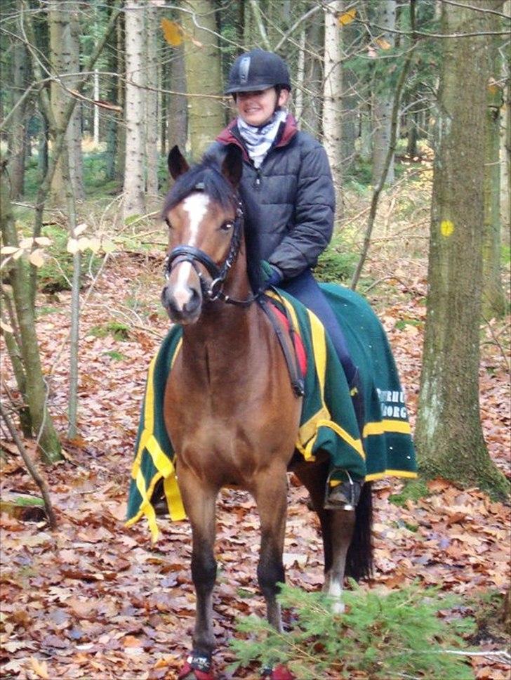 Anden særlig race Gyrupgaards Bailey B PONY - Skovtur med Ida aa og Sofie :) billede 9