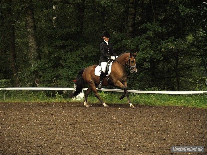 Anden særlig race Gyrupgaards Bailey B PONY - Første LA1 og første distriktsstævne til 64% billede 10