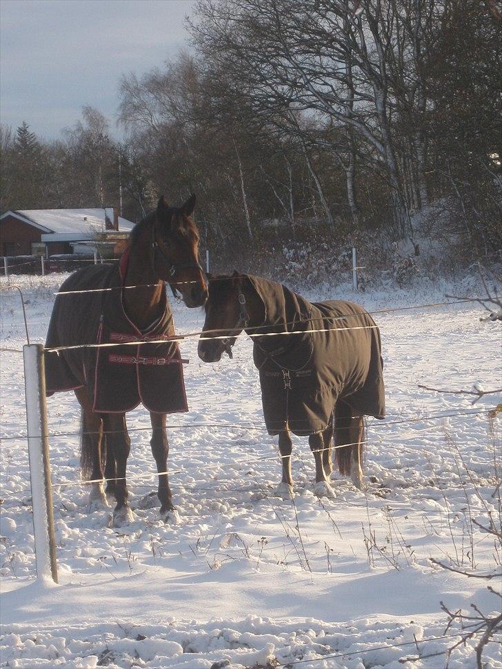 Anden særlig race Gyrupgaards Bailey B PONY - Bailey og hans bedste ven Latino! billede 11