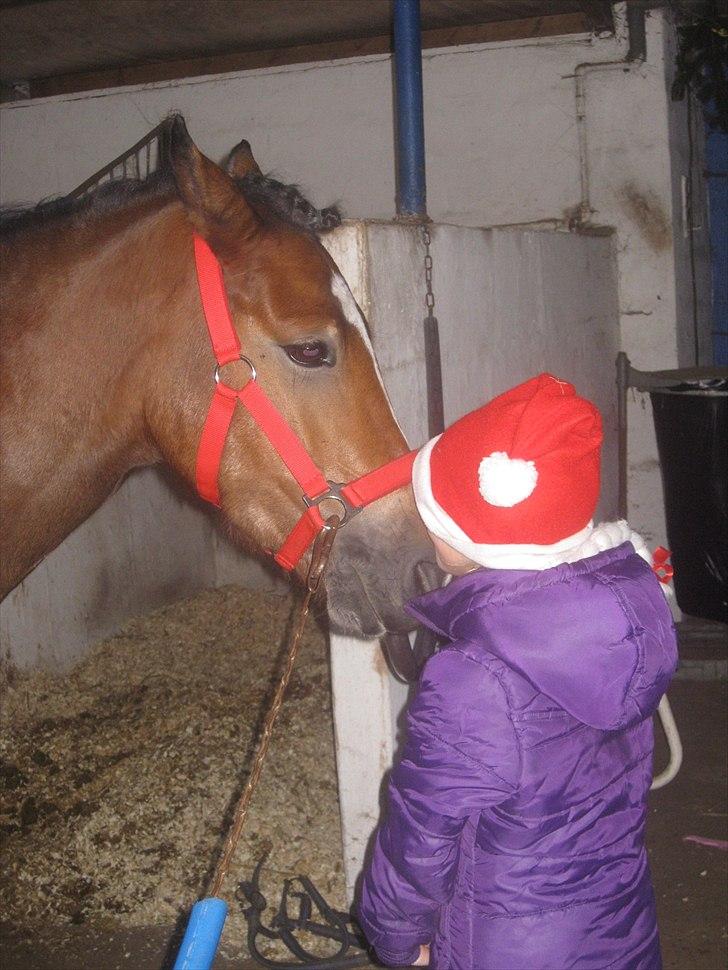 Anden særlig race Gyrupgaards Bailey B PONY - Et lille kys fra Lea til stævne i BIG december 2010 billede 12
