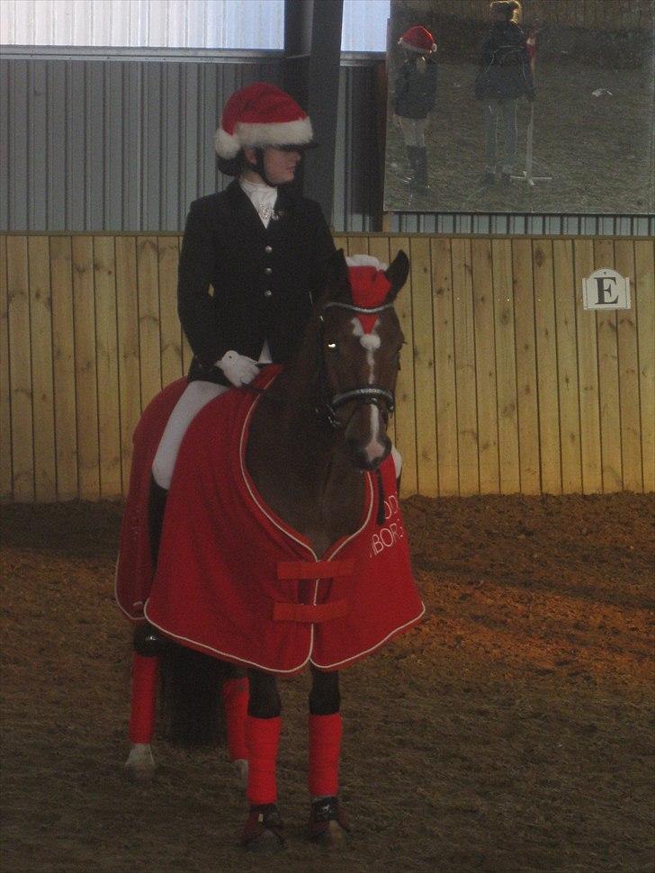 Anden særlig race Gyrupgaards Bailey B PONY - 5 år og klubmester i dressur, han var endda den der gik den højeste klasse, da det var en niveau klasse :D billede 13