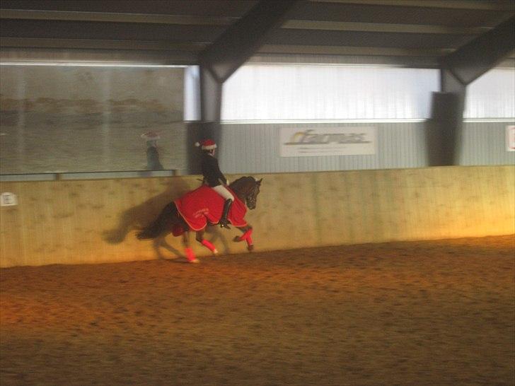 Anden særlig race Gyrupgaards Bailey B PONY - Æresrunde i middelgalop da han blev klubmester :) billede 14