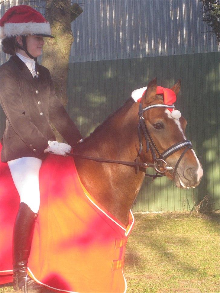 Anden særlig race Gyrupgaards Bailey B PONY - Klubmester 2010 billede 15