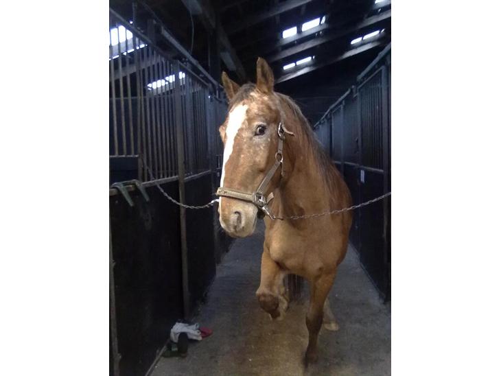 {{currentPhoto.altText}} billede {{currentPhoto.number}}