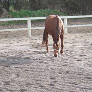 Dansk Varmblod grace