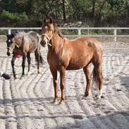 Dansk Varmblod grace