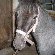 Welsh Pony af Cob-type (sec C) Timmie. Tidligere part