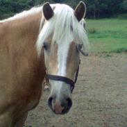 Haflinger Stratego R. Junior