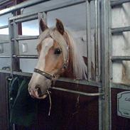 Haflinger Arion