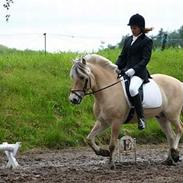 Fjordhest Hovgårdens Aladdin