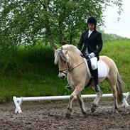 Fjordhest Hovgårdens Aladdin